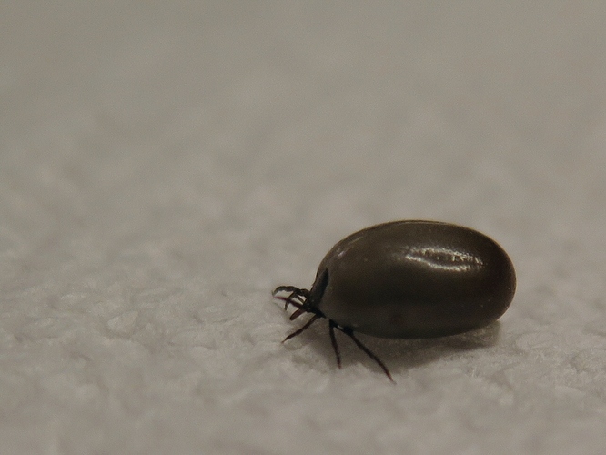 sophie's_tick