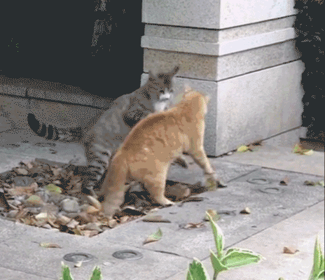 catsptnsnsn