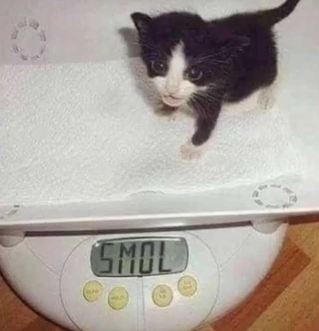 OeN09WN_d