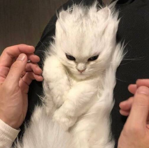 dramatic_cat