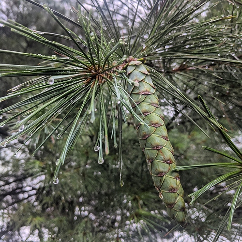 IMG_20200724_115640_751