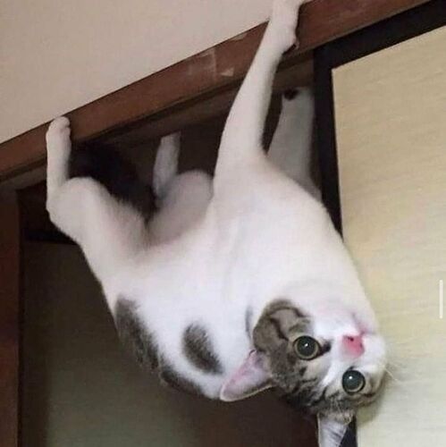 cat_hang