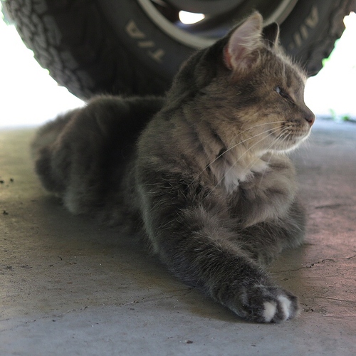 sophie_tire_01_768x768