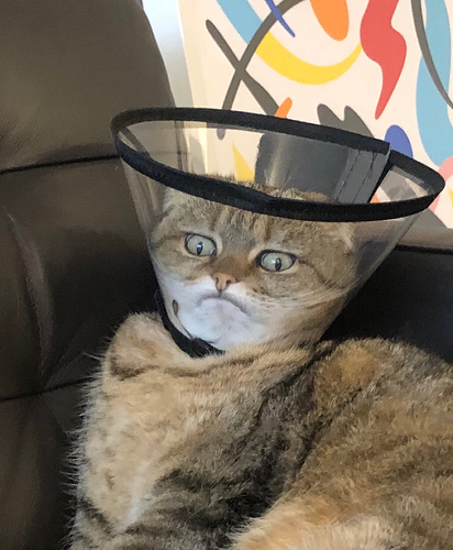 cat_cone