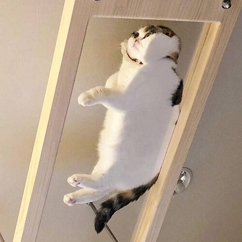cat_table