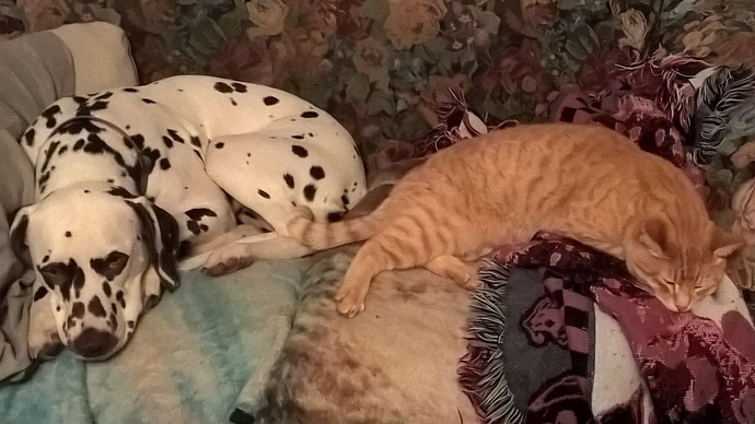 WP_20191120_18_06_42_Pro