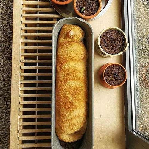 bread_cat