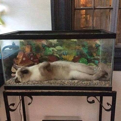 aquarium_cat