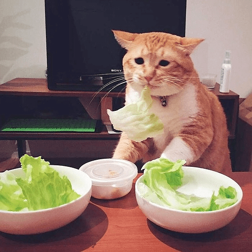 272bd1f7e5a0f3b4ff0a6e35ac3df22cd5126617