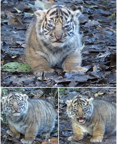 67263357_162279144937859_2174873754775859262_n