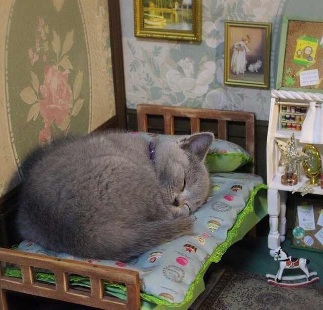 kitten_in_dollhouse