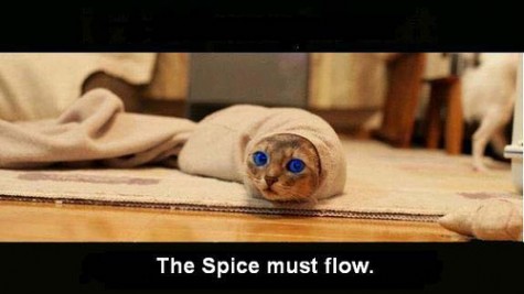 dune_cat_spice_must_flow