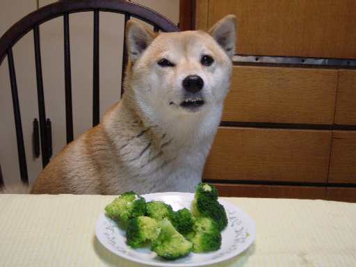 broccoli_dog