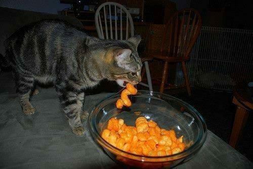 cat_chip