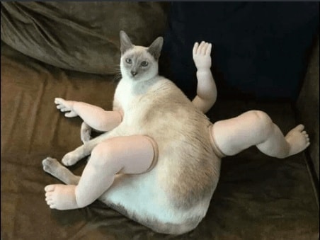 cat_parts
