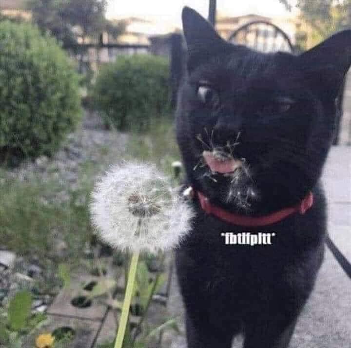 dandelion