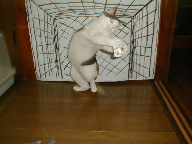 goalie cat